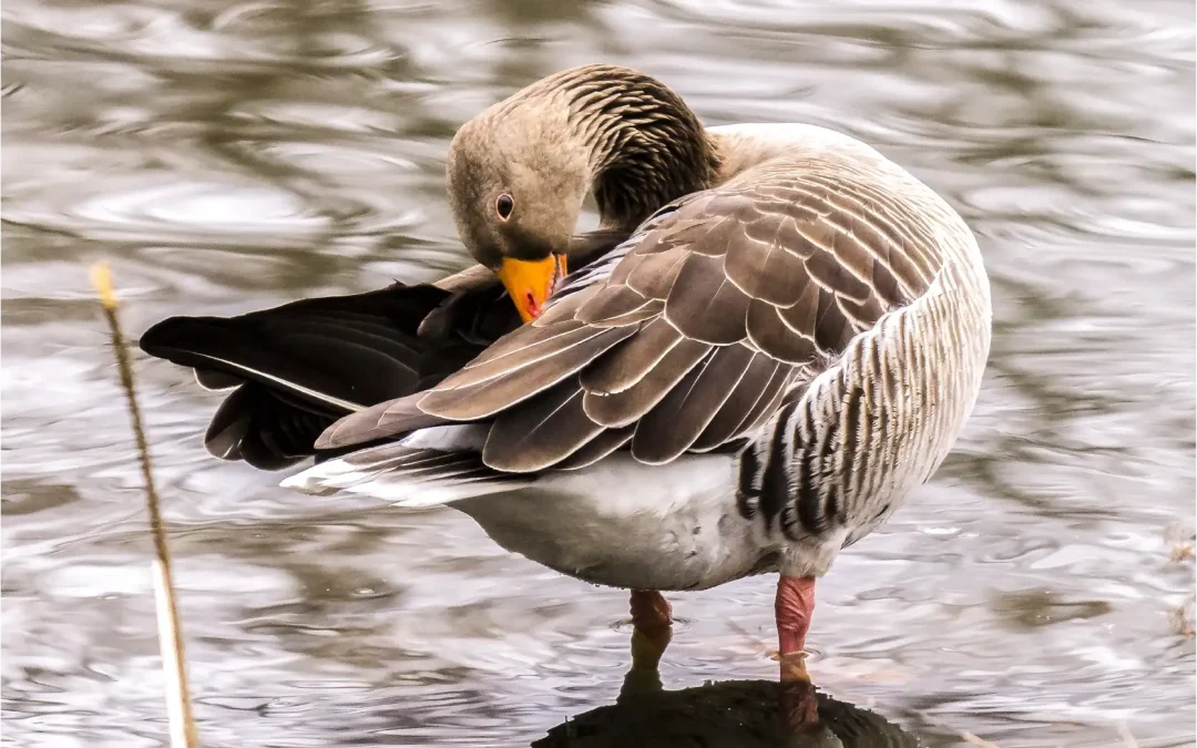 Factsheet Standganzen: Grauwe Gans