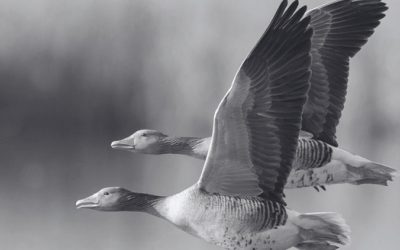 Factsheet Ganzenbeheer – Nestreductie