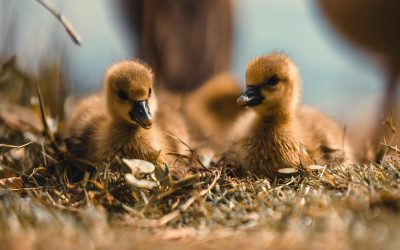 Factsheet Ganzenbeheer – Nestreductie