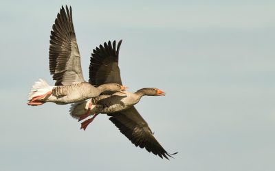 Factsheet Ganzenbeheer – Afschot