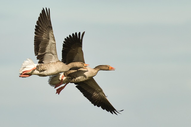 vliegende grauwe gans