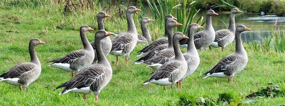 groep grauwe ganzen